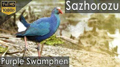 Sazhorozu