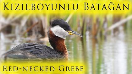 Kızılboyunlu Batağan
